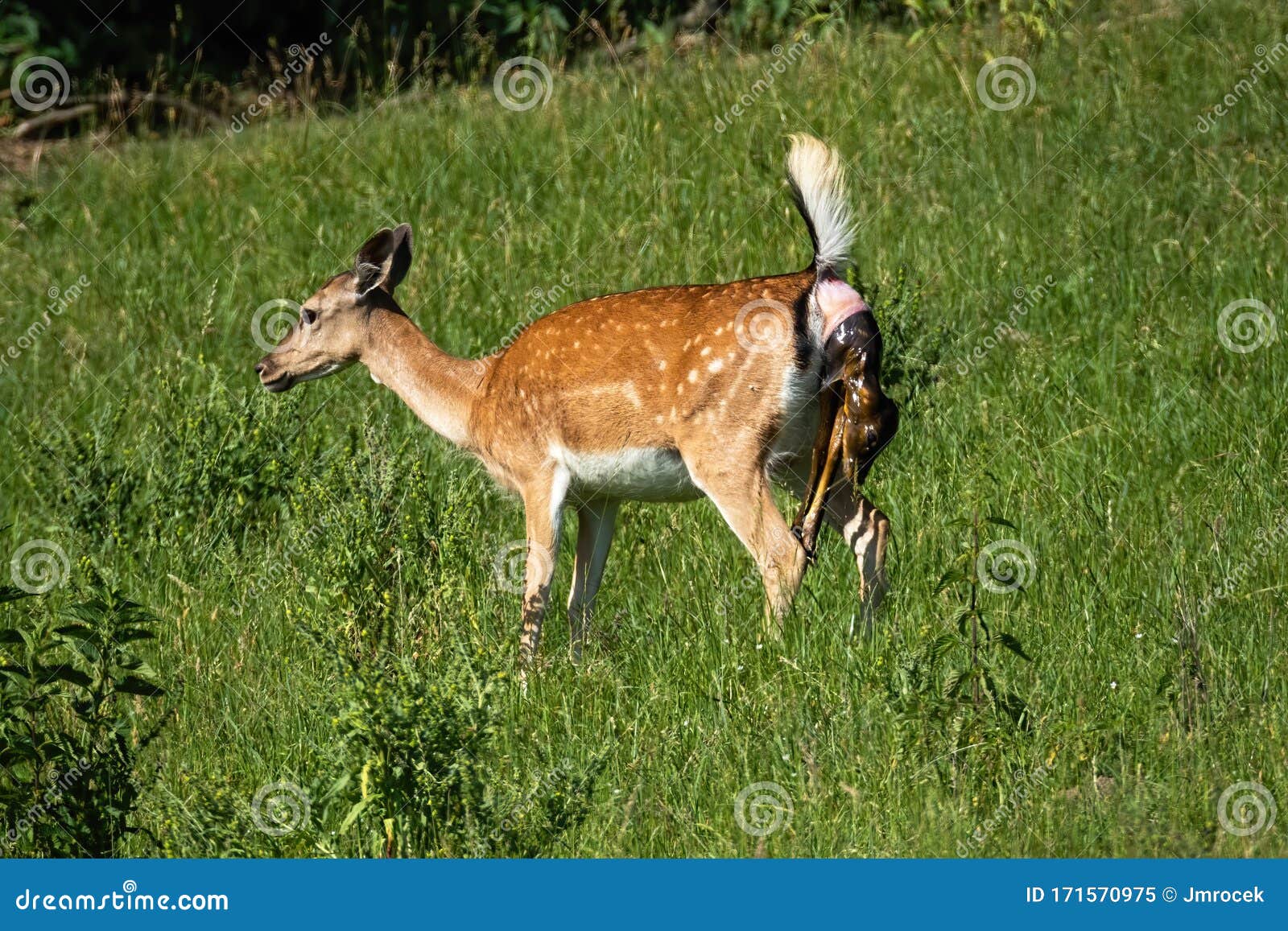 becoming fluent with lingo deer becoming fluent with lingo deer