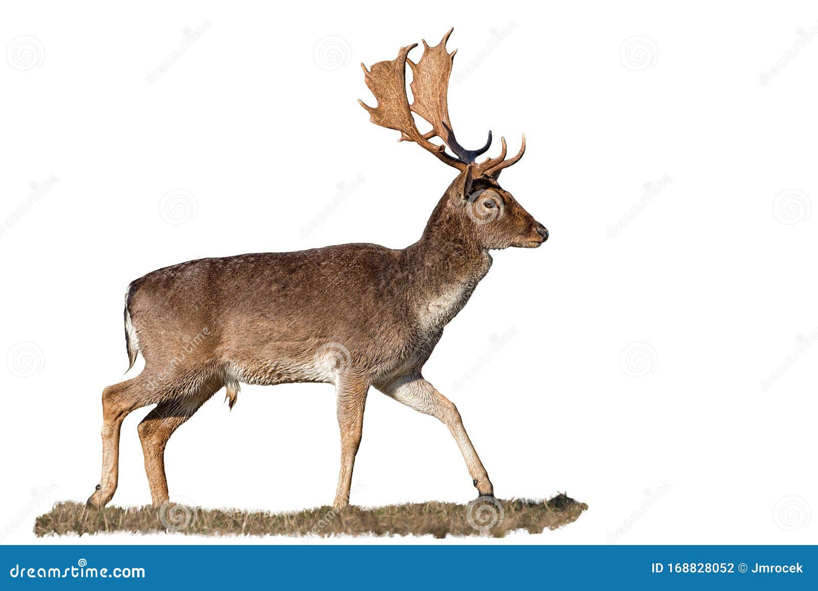 fallow deer, dama dama, stag with antlers  on white