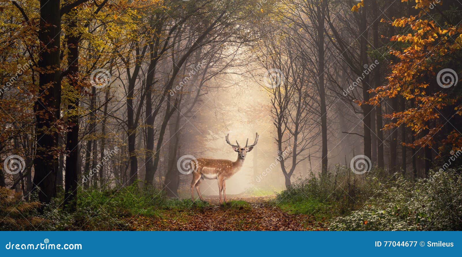 fallow deer in a dreamy forest scene