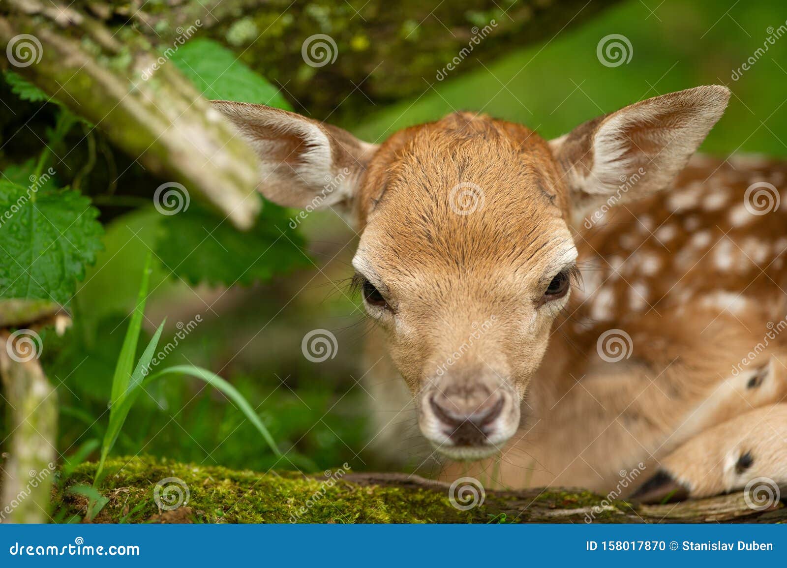 Fallow Deer Fawn Head from Close View. Adorable Newborn Animal Stock Photo - Image of fauna, mimicry: 158017870 Fallow Deer Fawn Head from Close View. Adorable Newborn Animal Stock Photo - Image of fauna, mimicry: 158017870