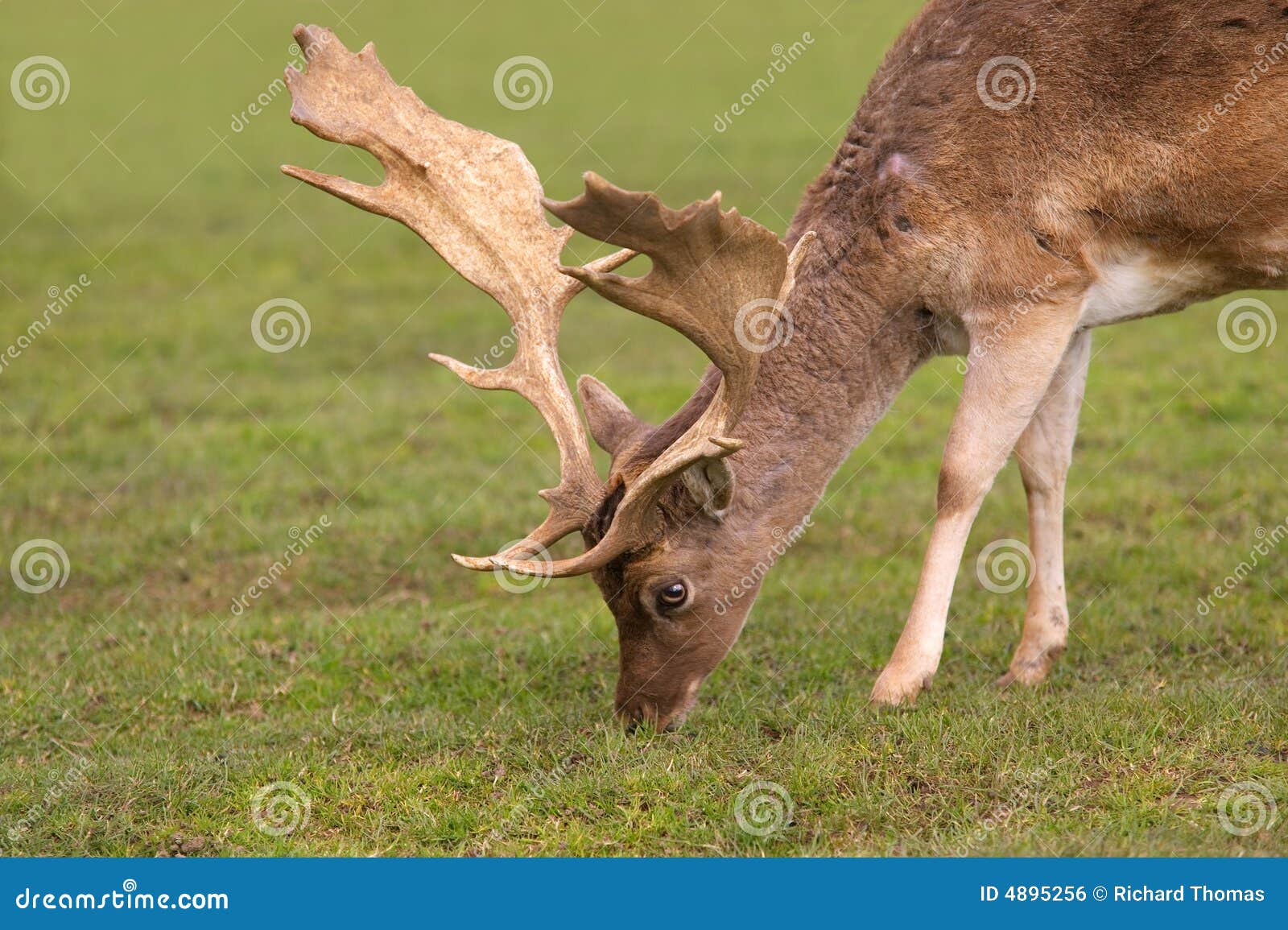 Fallow Deer feeding stock photo. Image of grazing, nature 4895256