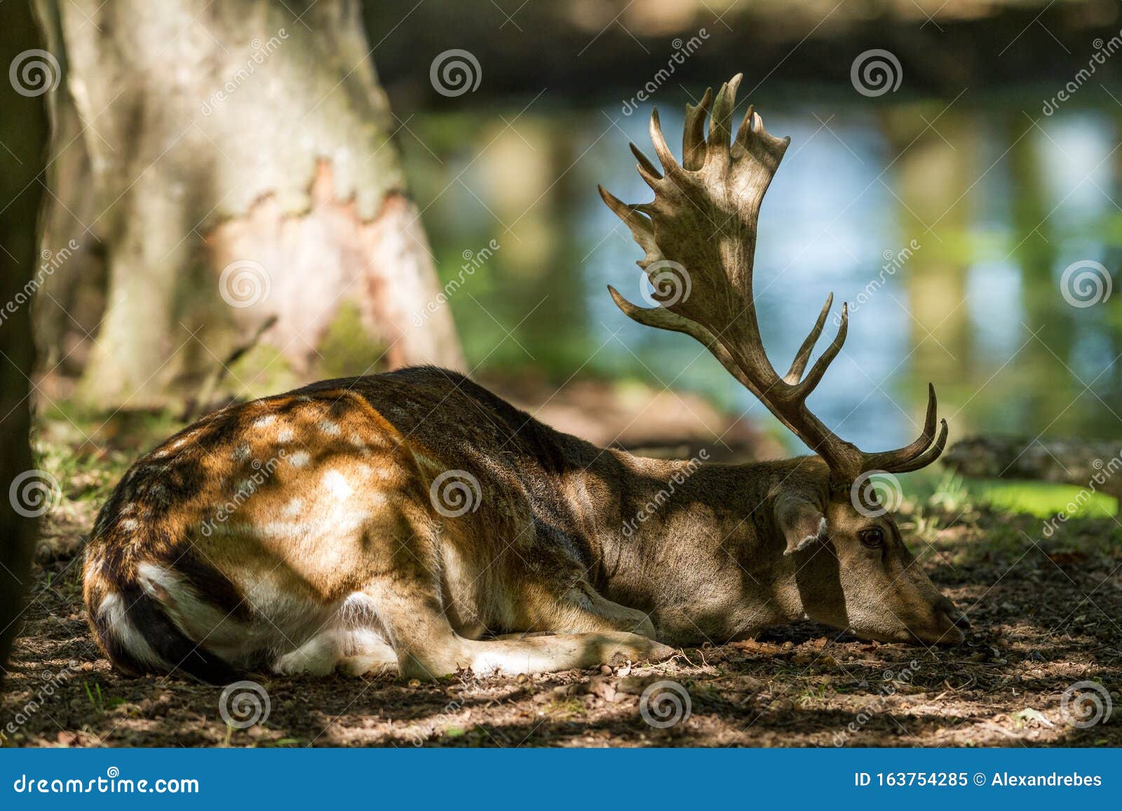 Fallow Deer Sleeping in the Forest Stock Image Image of fawn, antlers