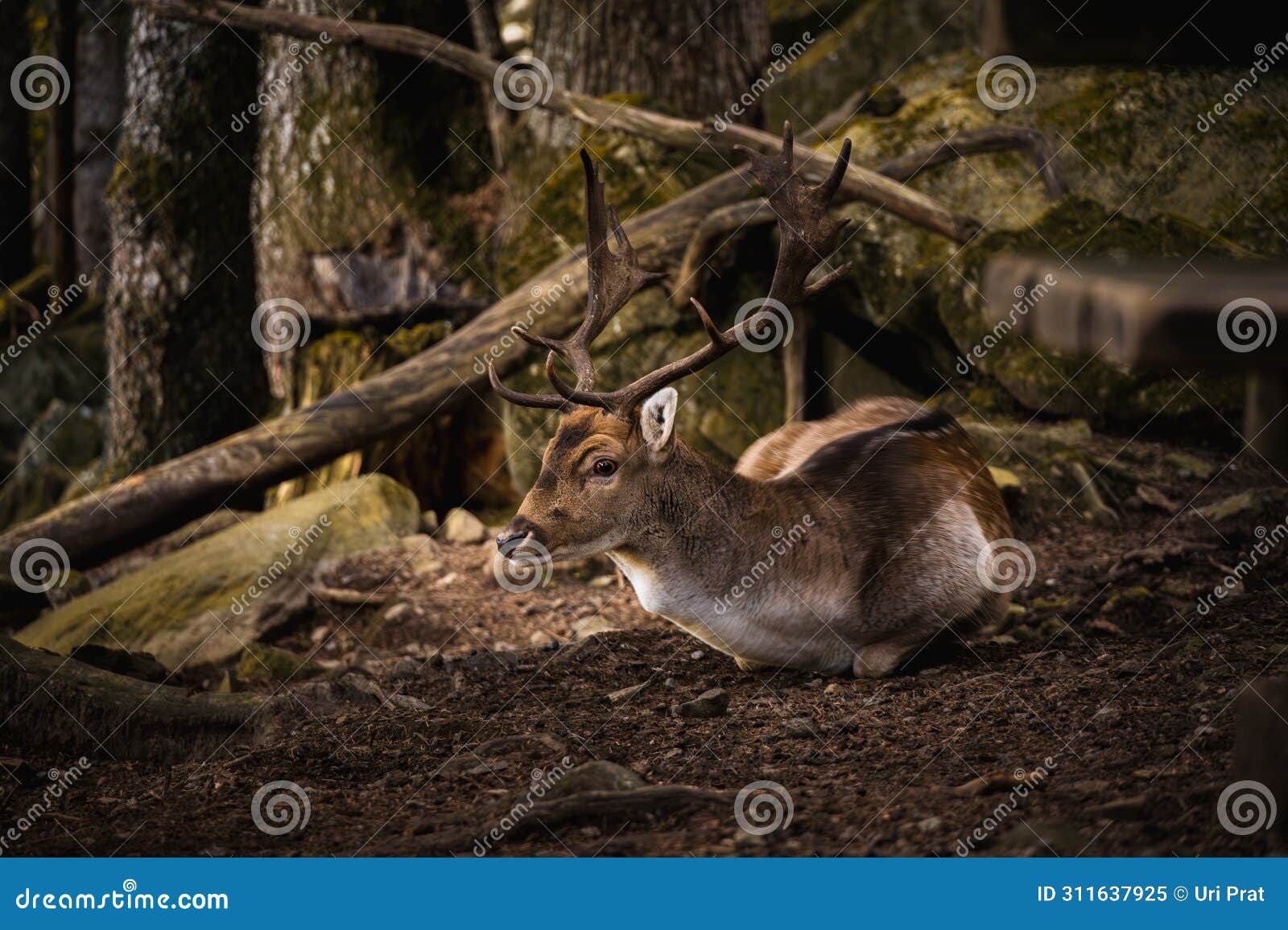 fallow deer in its natural environment. wildlife conservation concept. dama dama