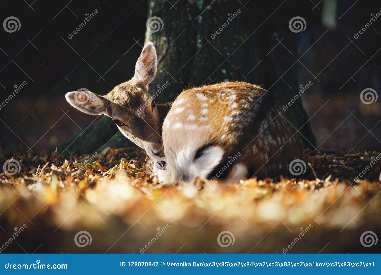 Cute Fallow Deer Lying Under the Tree in Falling Leaves. Autumnal