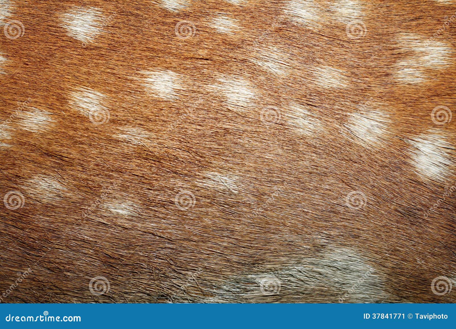 Fallow deer spots on fur stock image. Image of background 37841771