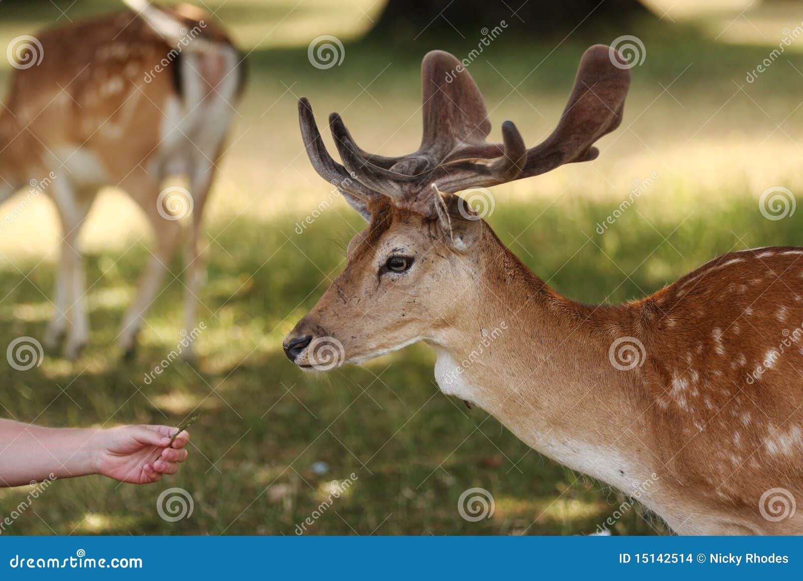 Featured image of post Reindeer Head From Side / The herd of these animals is headed by a strong male, which.