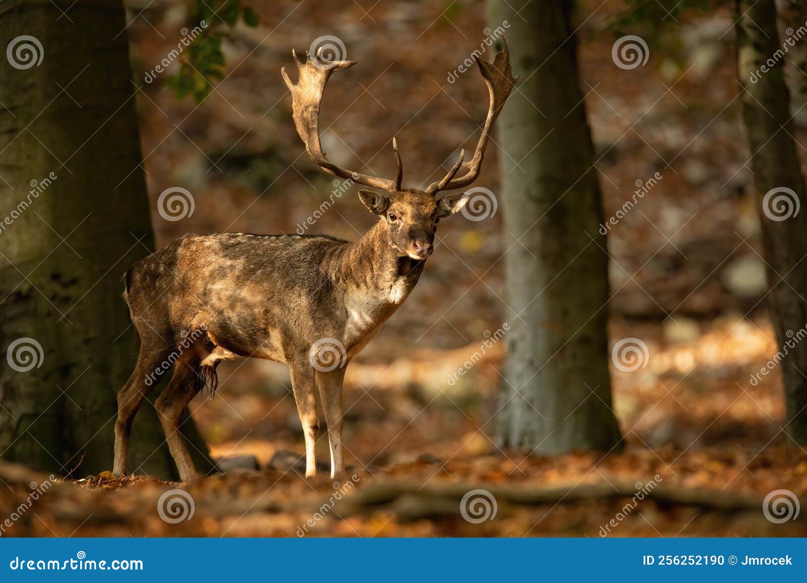 Fallow Deer Standing in Autumn Forest Illuminated by the Sun Stock
