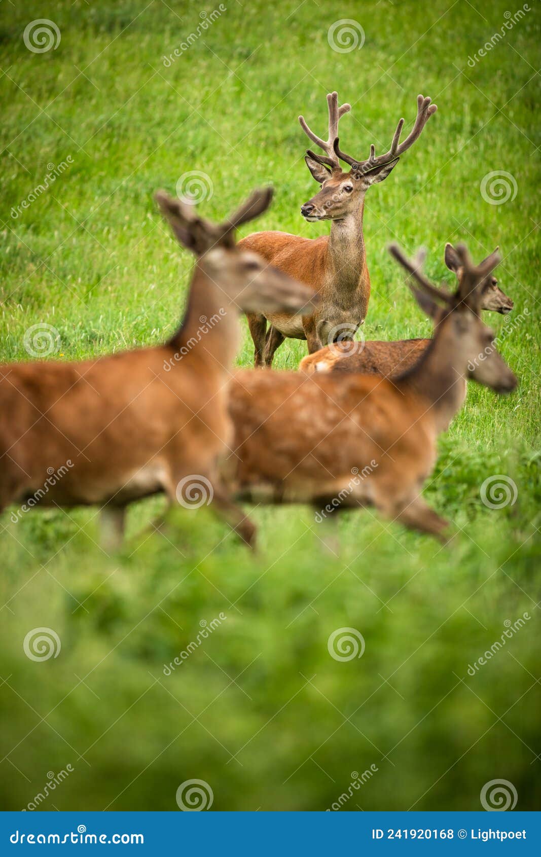 fallow deer wild ruminant mammal on pasture