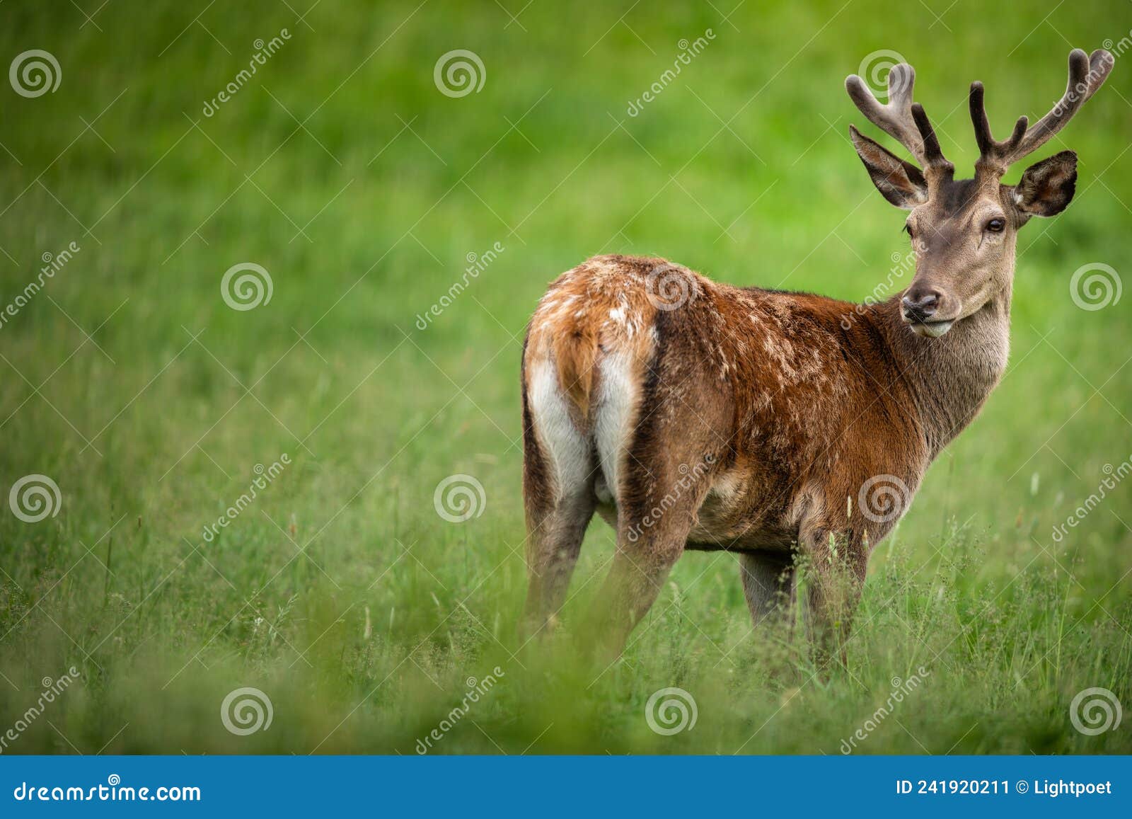 fallow deer wild ruminant mammal on pasture