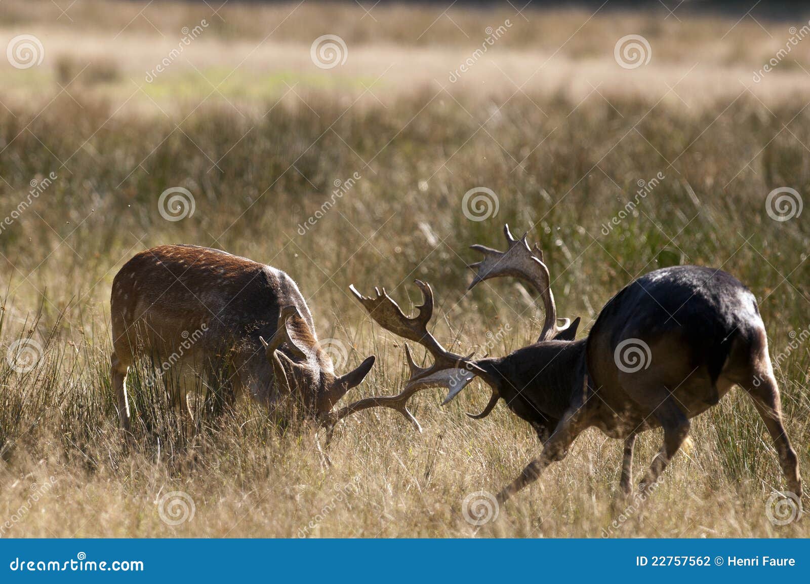 fallow deers (dama dama) fighting in autumn