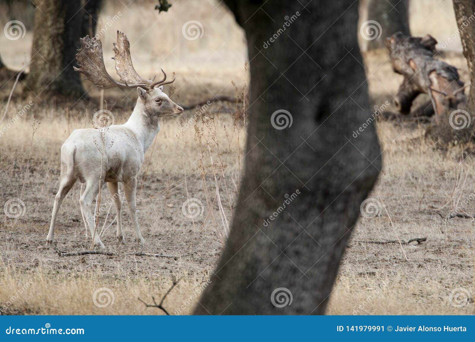 fallow deers, dama dama, spain, rare white