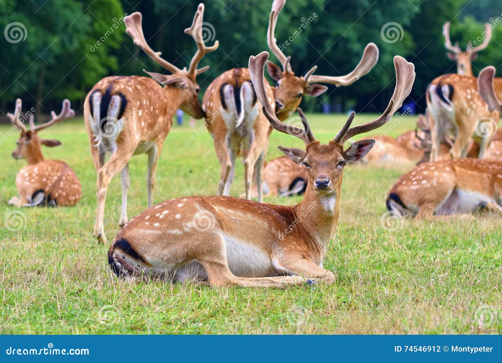 Fallow - Fallow Deer. (Dama Dama ) Beautiful Natural Background with Animals.  Forest and Nature with Sunset. Stock Photo - Image of mammal, buck: 74546912