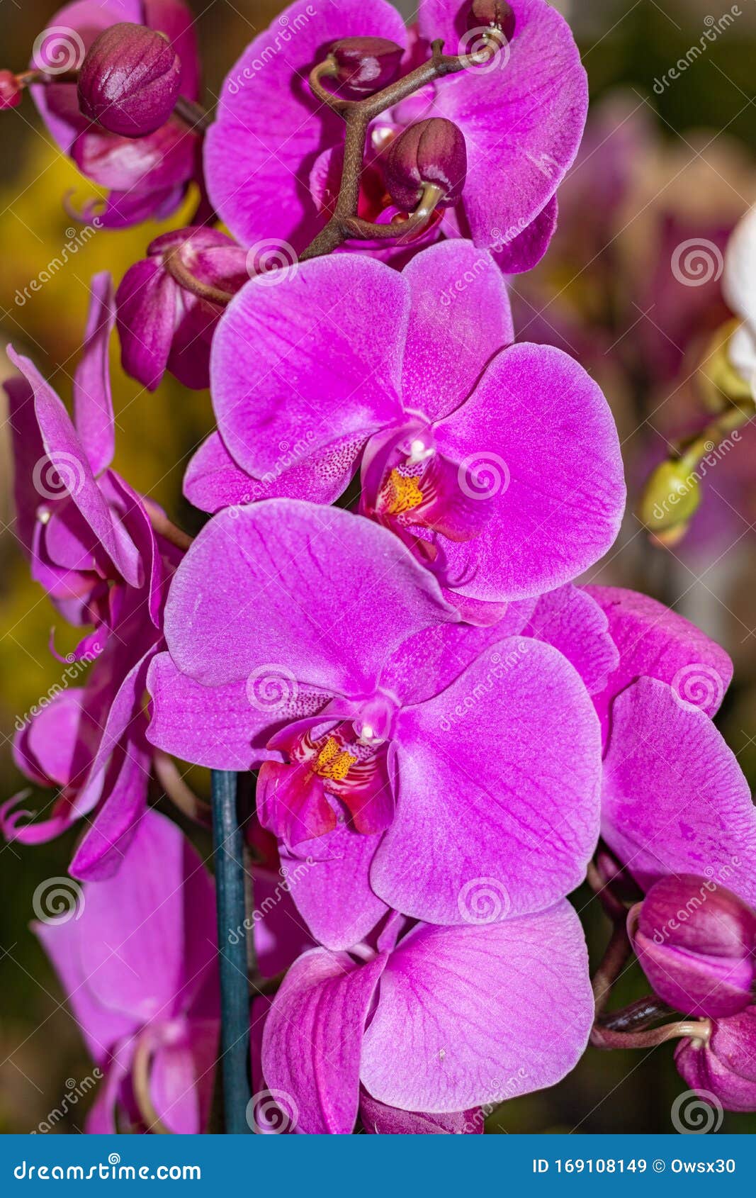 Falsa Flor Morada Falenopsis Orquídea Comúnmente Conocidas Como Orquídeas  De Orquídea Lunar O De Mariposa Hueca Falaenopsis Rosa Imagen de archivo -  Imagen de fondo, decorativo: 169108149