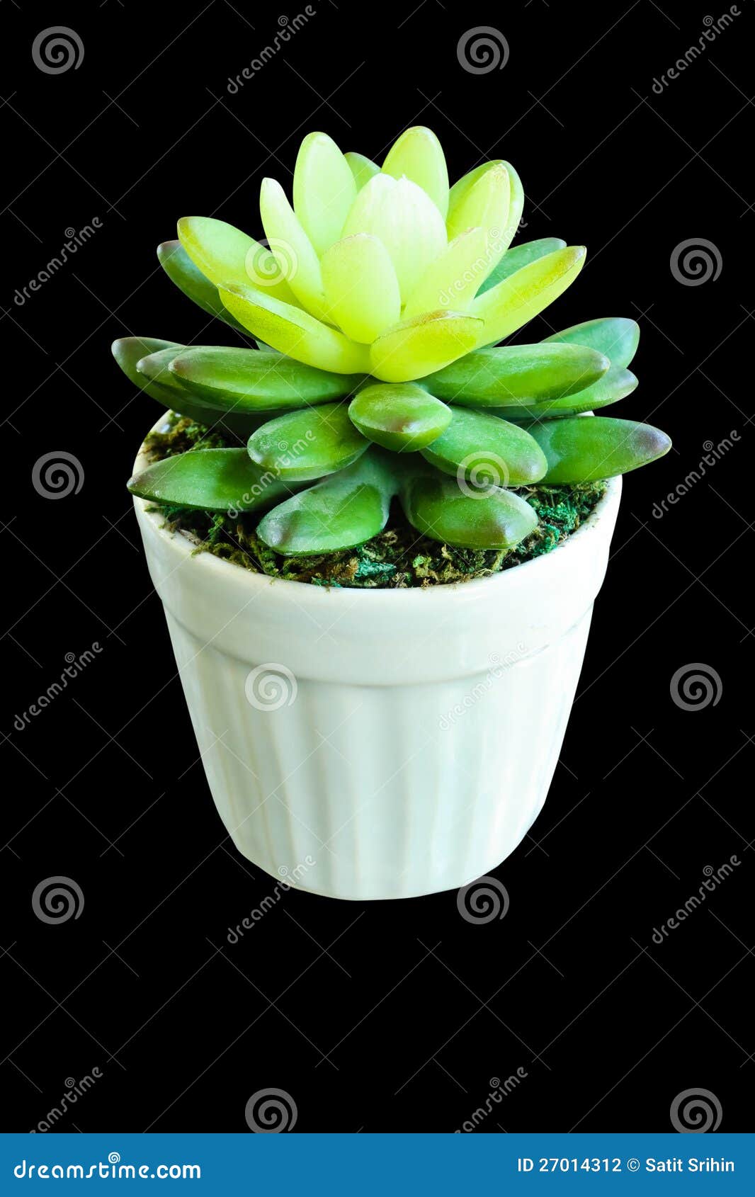 False Cactus Plant Made By Rubber Tree Stock Photo Image