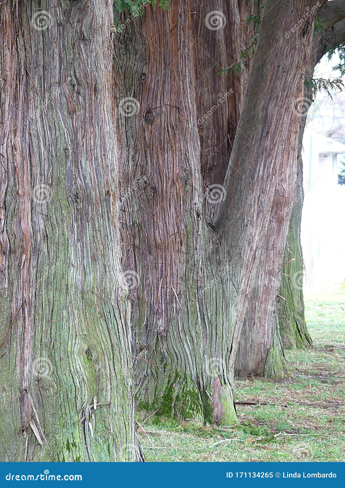 are cedar trees native to florida