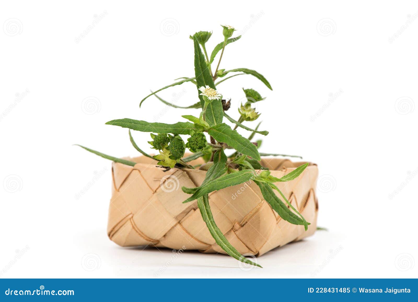 false daisy or eclipta prostrata ,flowers and green leaves on nature background