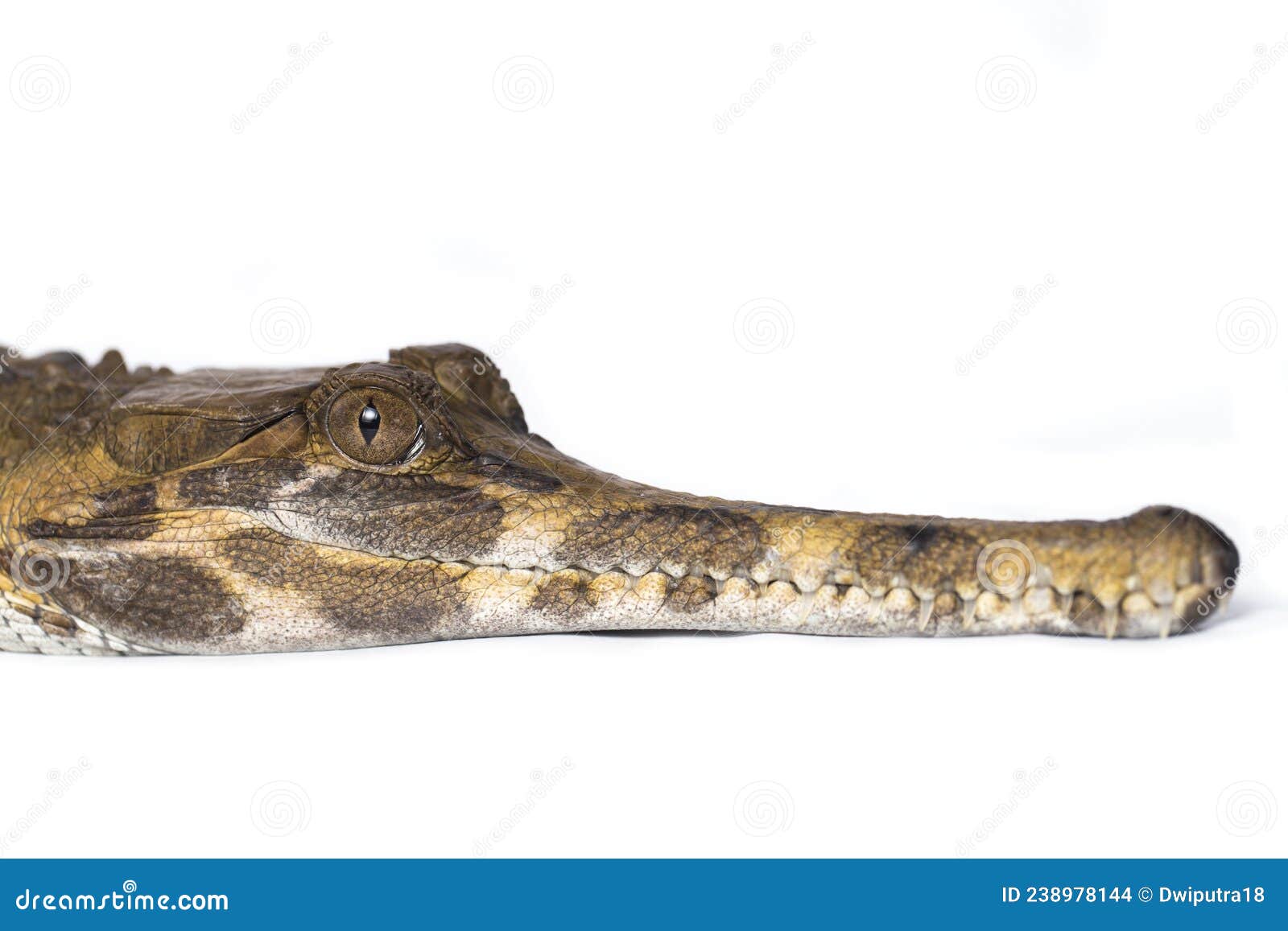 false gharial tomistoma schlegelii, on white background