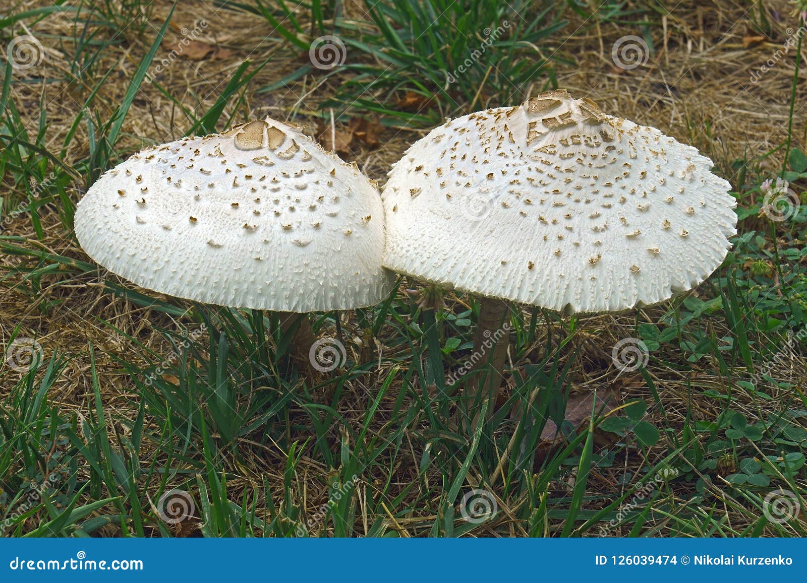 Green-Spored Parasol гриб