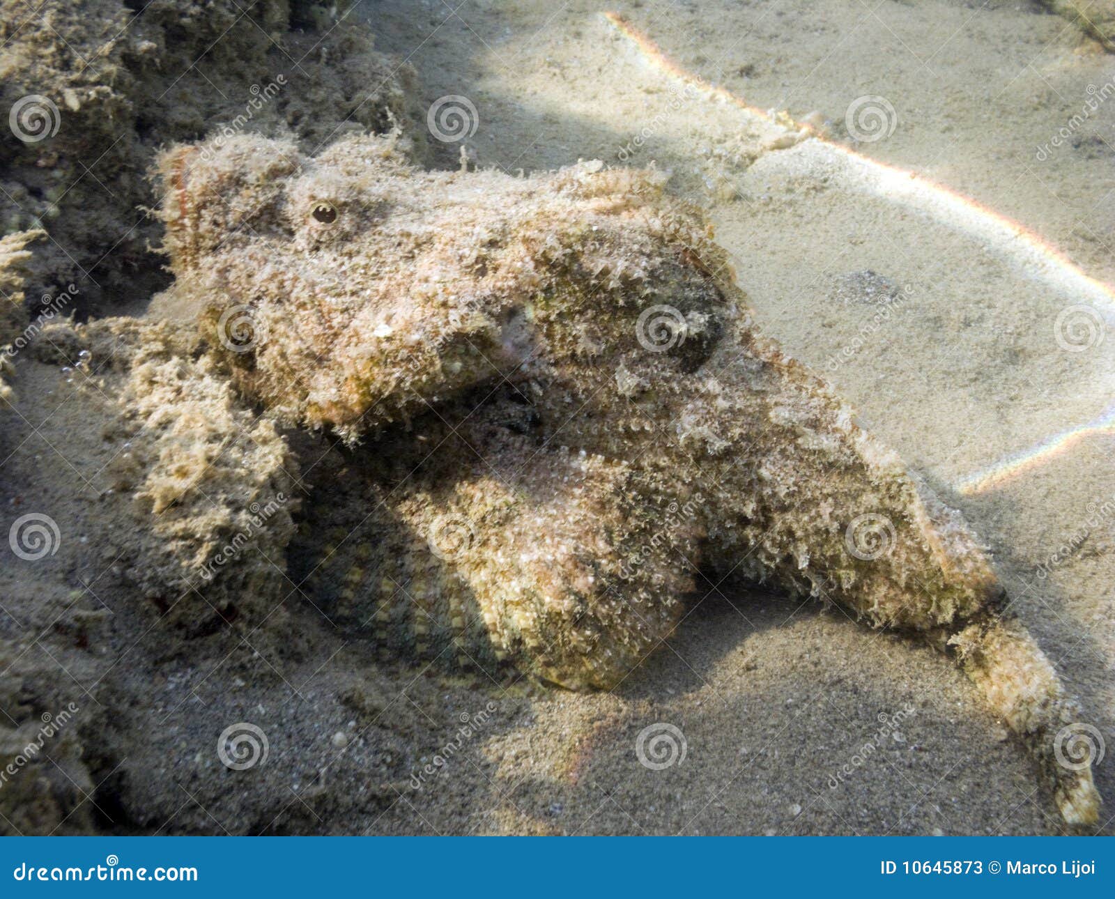 false stonefish in coral reef