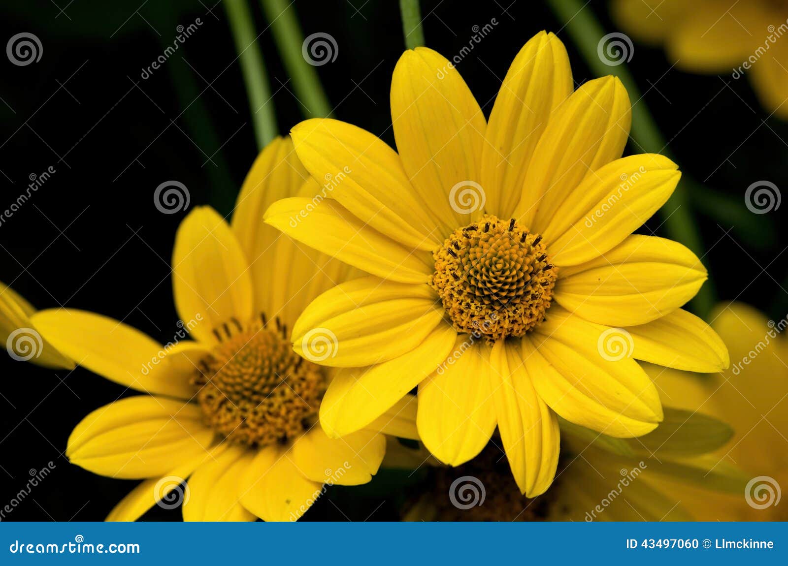 1,215 False Sunflower Stock Photos - Free & Royalty-Free Stock Photos from  Dreamstime