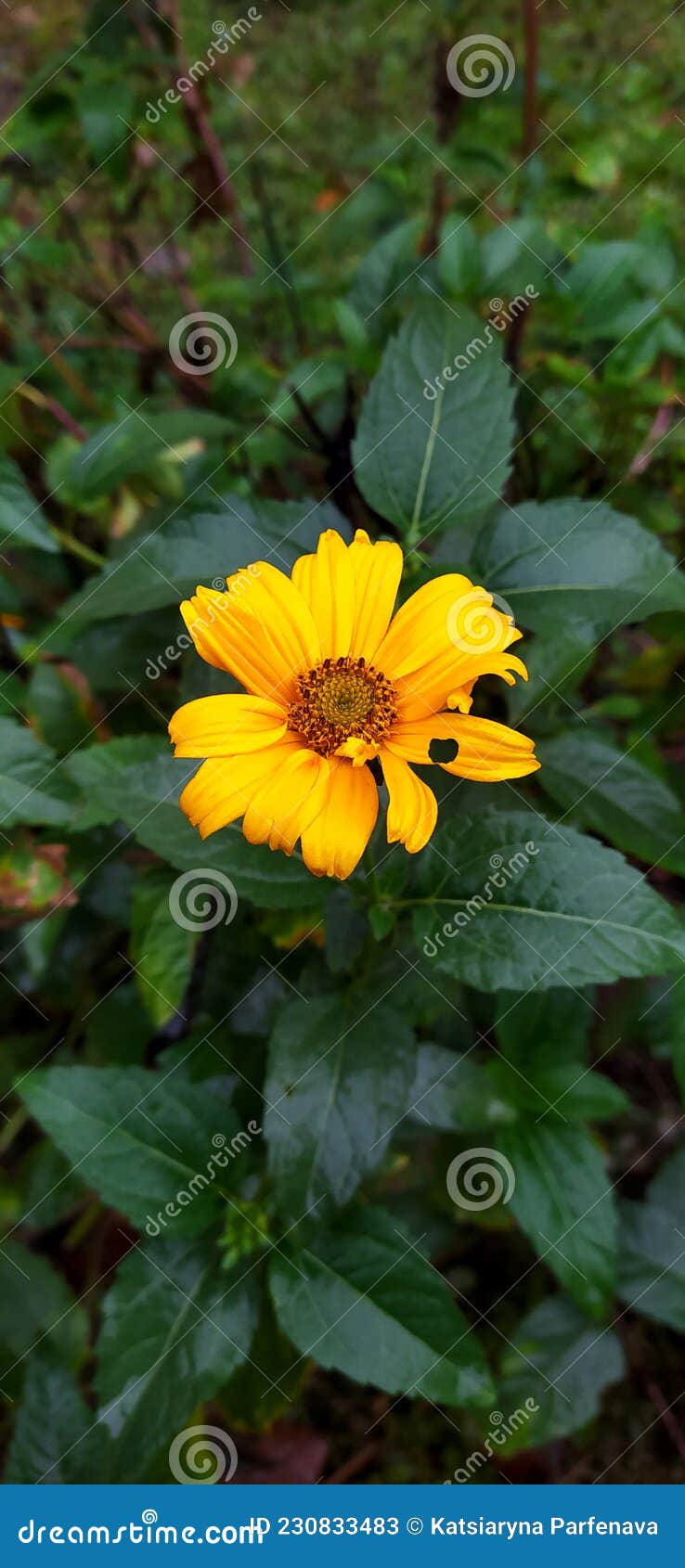 Falso Girasol Al Sol. Flores De Heliopsis Cerradas En Verano Soleado. Flor  De Sol Brillante Amarillo Imagen de archivo - Imagen de frecuentado,  brillante: 230833483