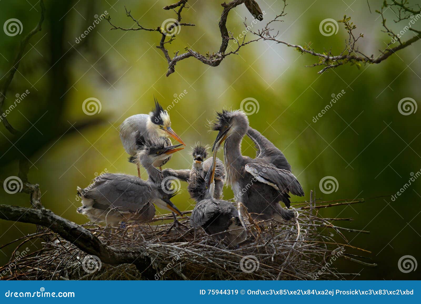 Família de pássaro na cena de alimentação do ninho durante o tempo do assentamento Garça-real cinzenta com os jovens no alimento