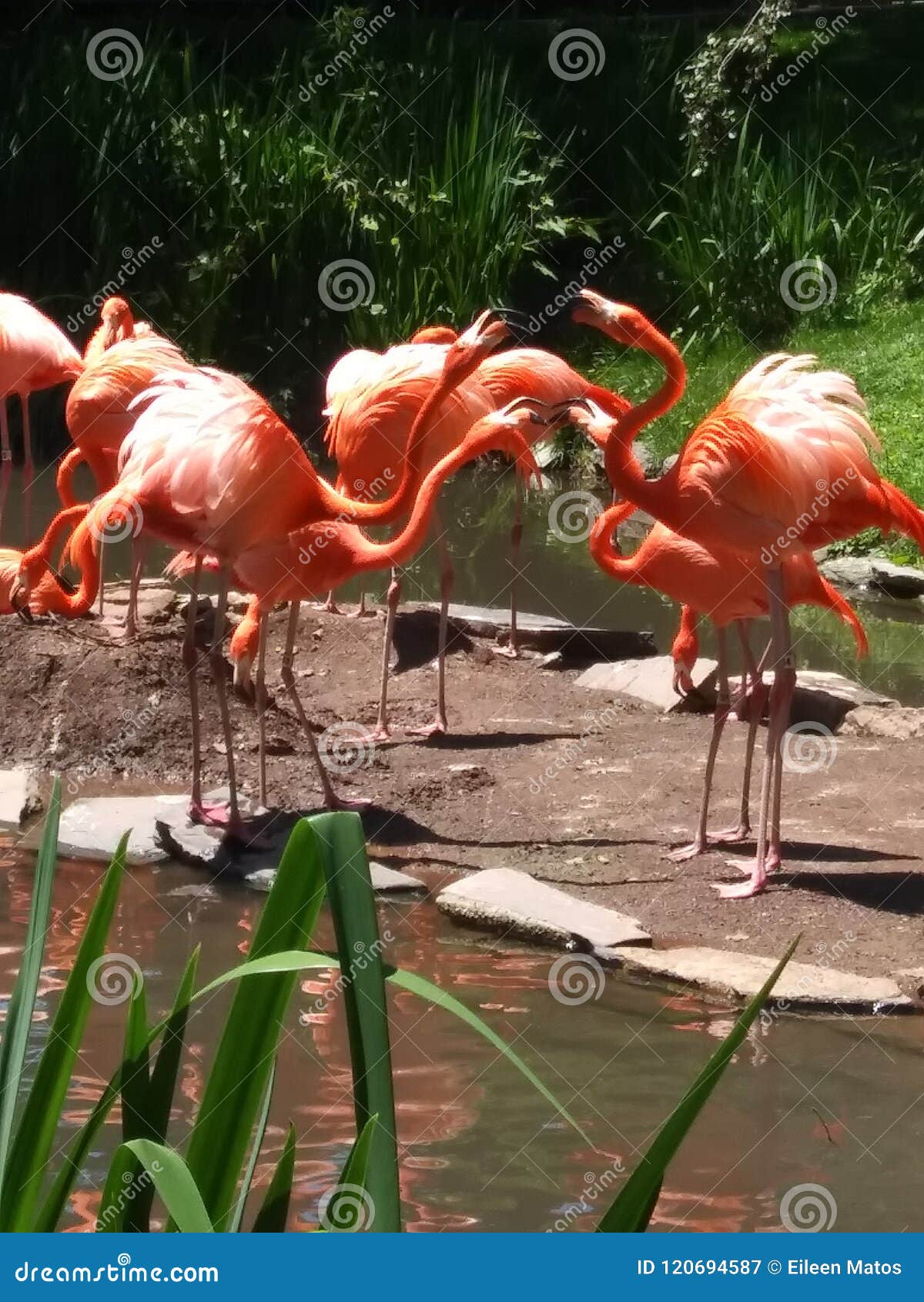 Familia Do Flamingo Imagem De Stock Imagem De Divertimento 120694587