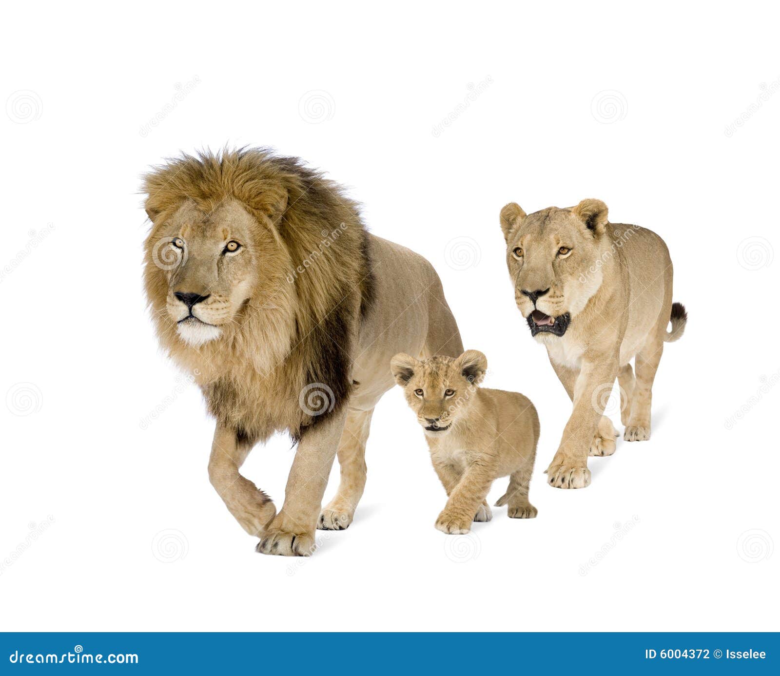 A família do leão foto de stock. Imagem de tiro, perigo - 6004372, image size:1600x1387