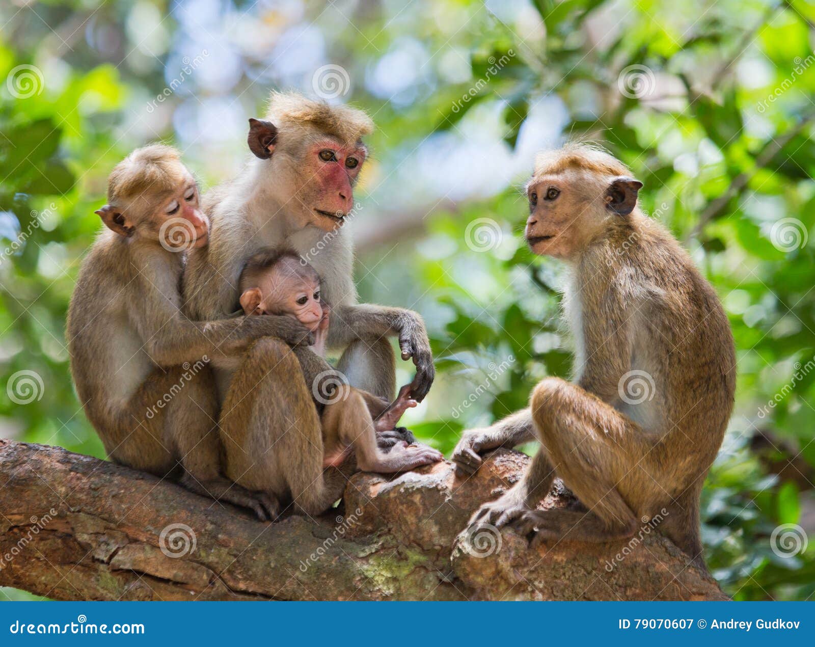 Macacos engraçados em uma árvore