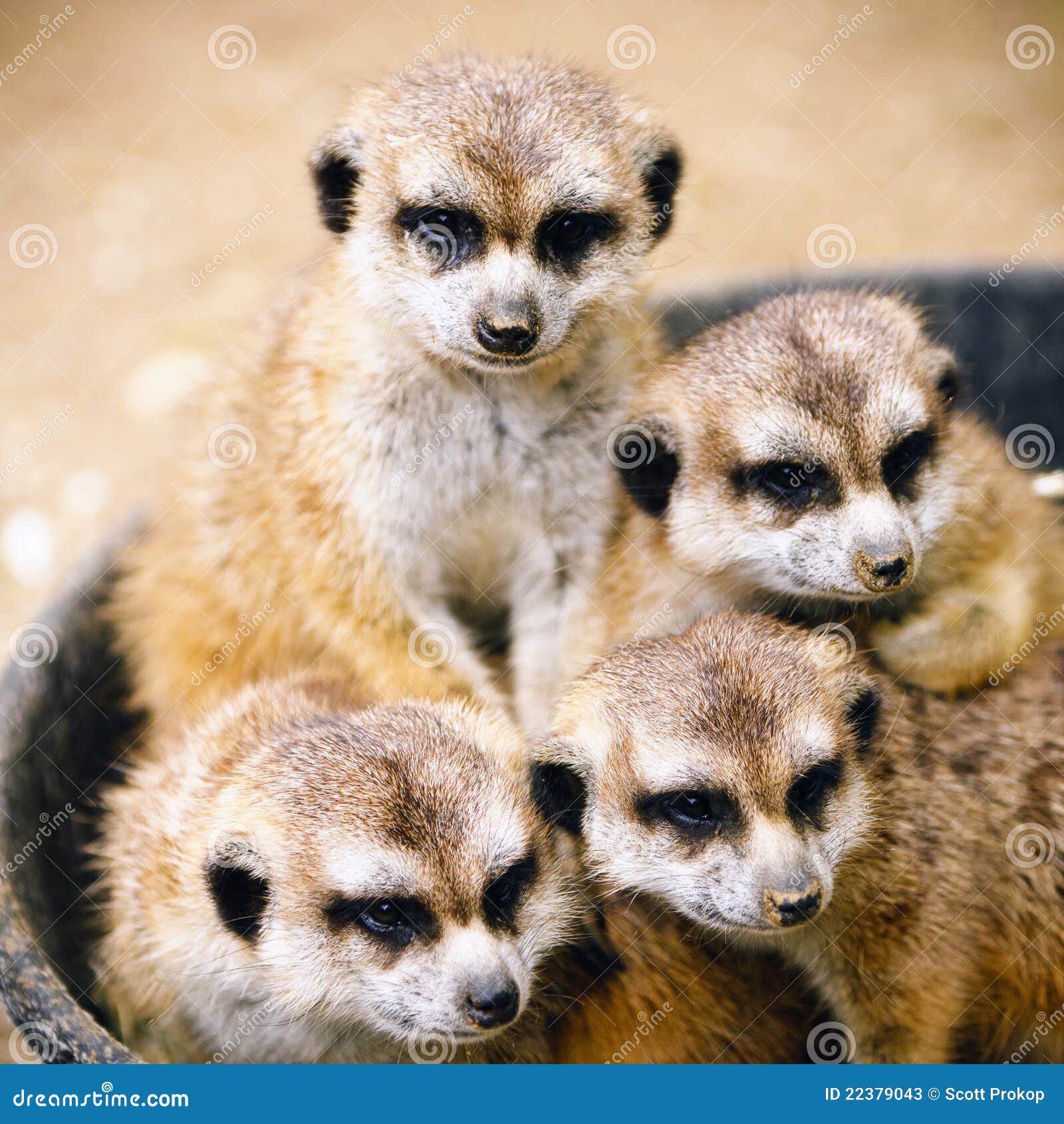 Famiglia di Meerkats. Famiglia dei meerkats che guarda gli ospiti del loro giardino zoologico