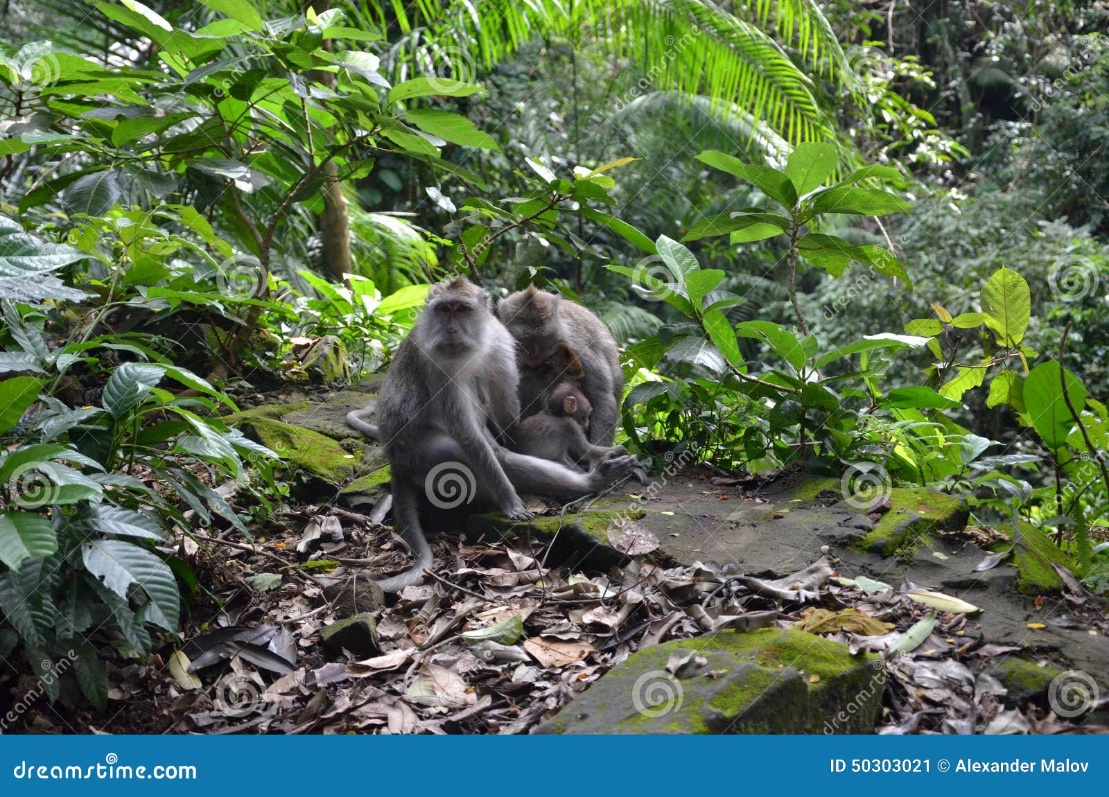 Indonesia, Bali
familia feliz de los monos