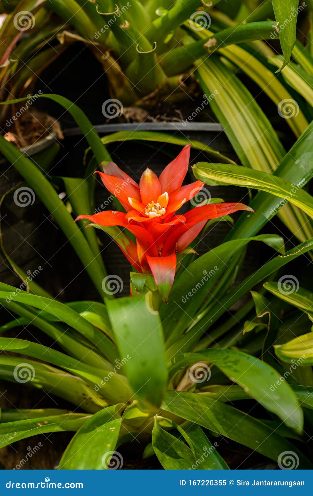 Familia Bromelia: Bromeliáceas, Subfamilia: Flor Bromelioideae Imagen de  archivo - Imagen de copetudo, floral: 167220355