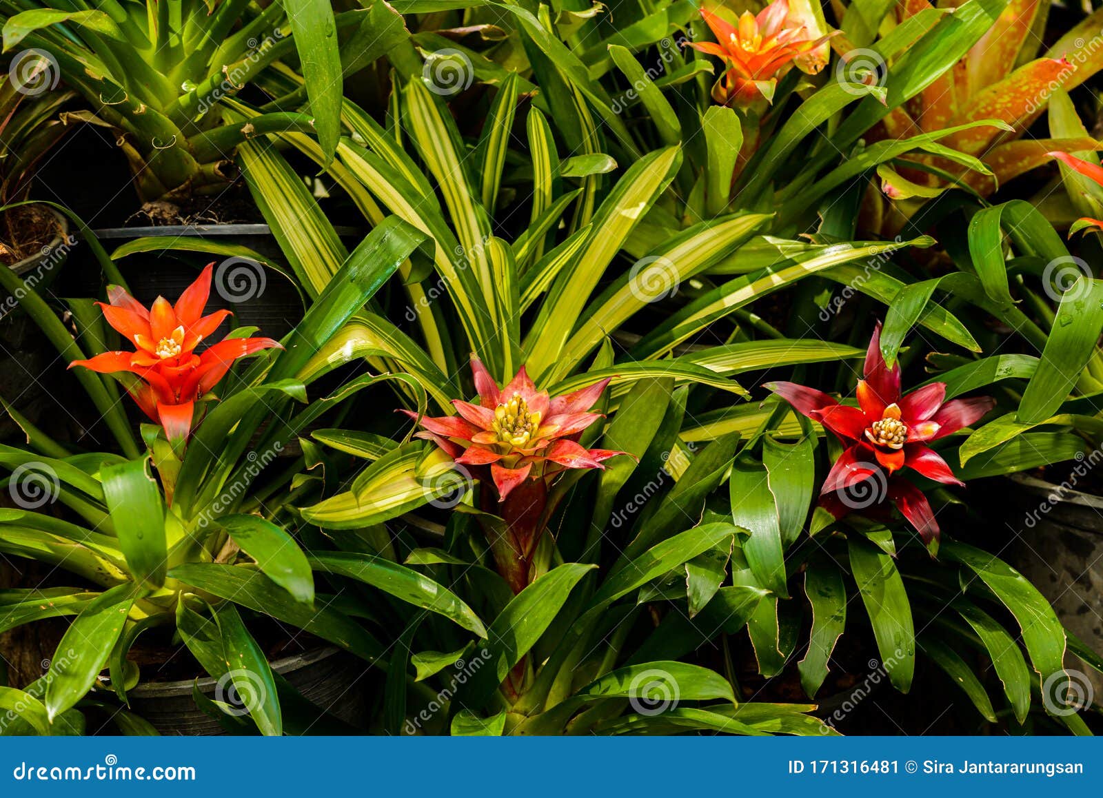 Familia Bromelia: Bromeliáceas, Subfamilia: Flor Bromelioideae Imagen de  archivo - Imagen de houseplant, hojas: 171316481