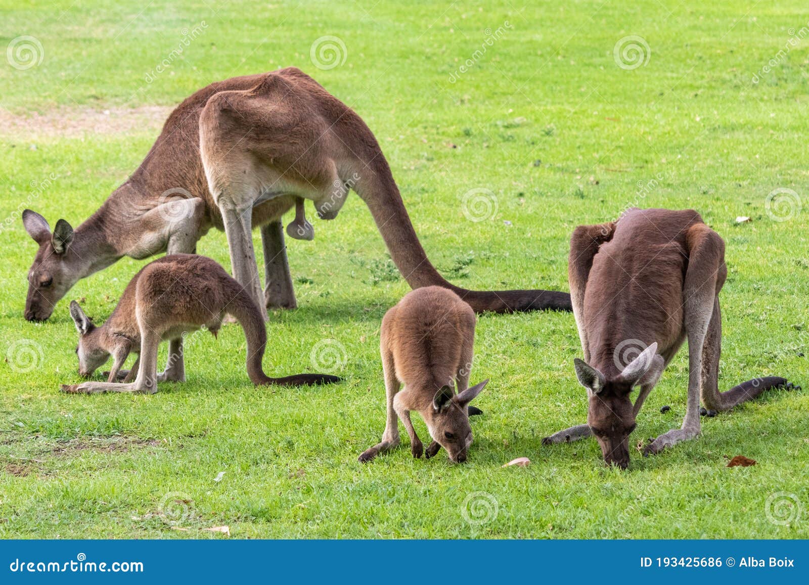 Familia De Cuatro Canguros Grises Occidentales Comiendo Hierba Por Tarde. Macho Grande Con Testículos Colgantes Y de archivo - Imagen de naturalness, tarde: 193425686