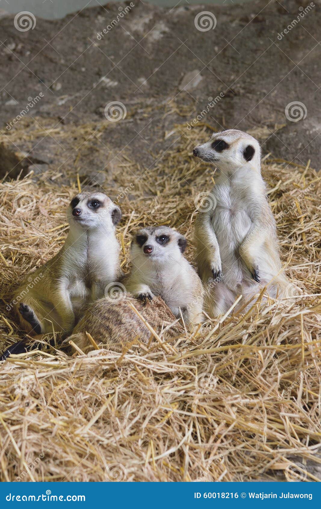 Familia de Meerkats. Retrato de la familia linda del meerkat, delgado-atado