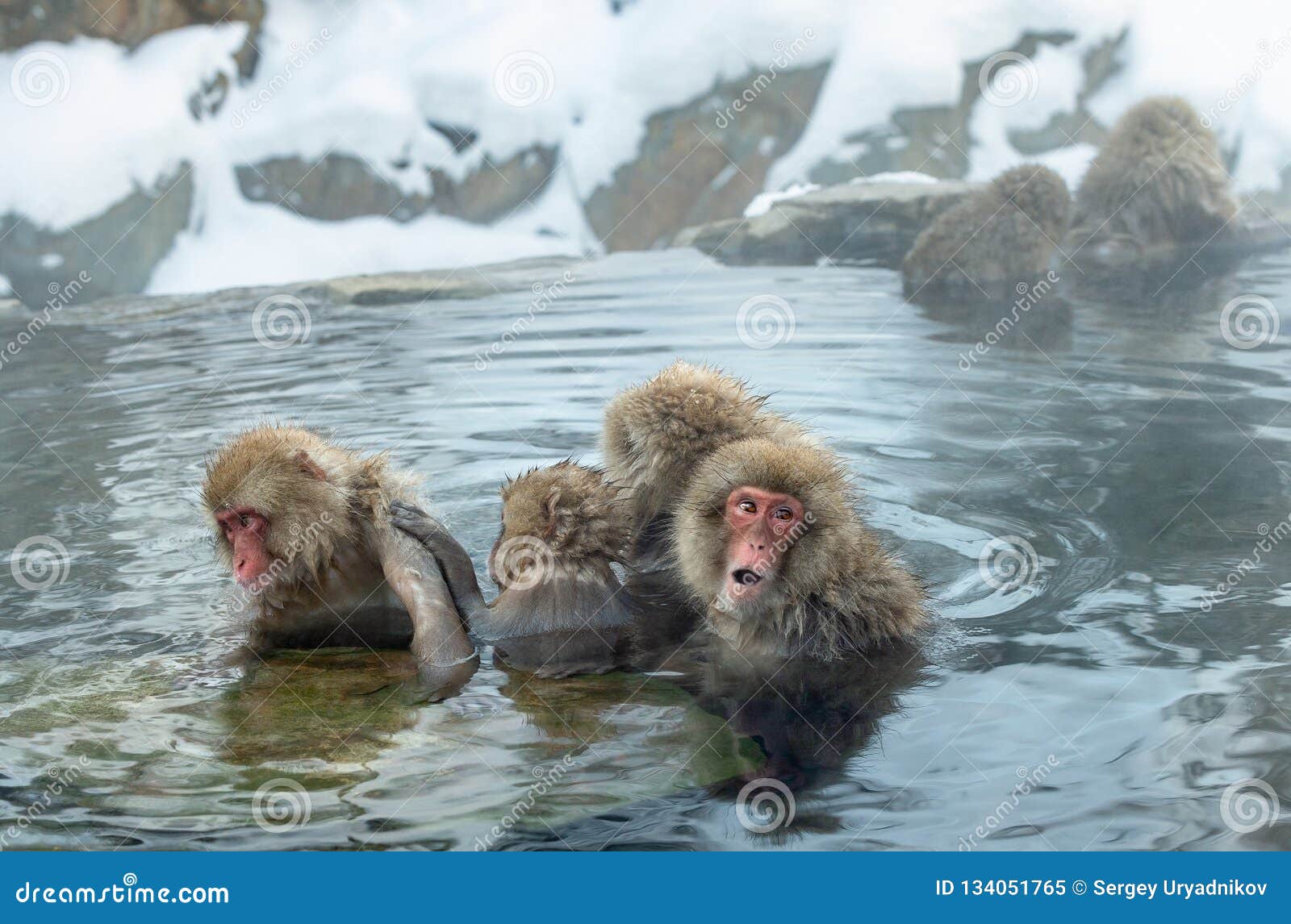 Familia De Monos De La Agua De Aguas Termales Naturales El Macaque Japonés (nombre Científico: Fuscata Del Macaca), T Imagen de - Imagen de animales, lindo: 134051765