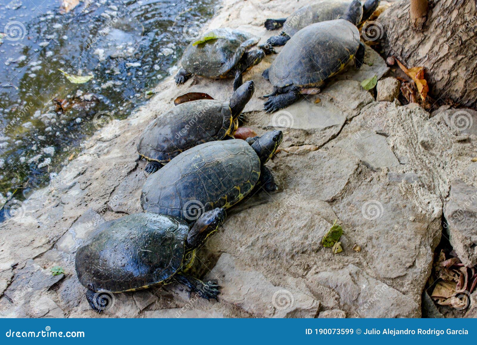turtle family on a rock.