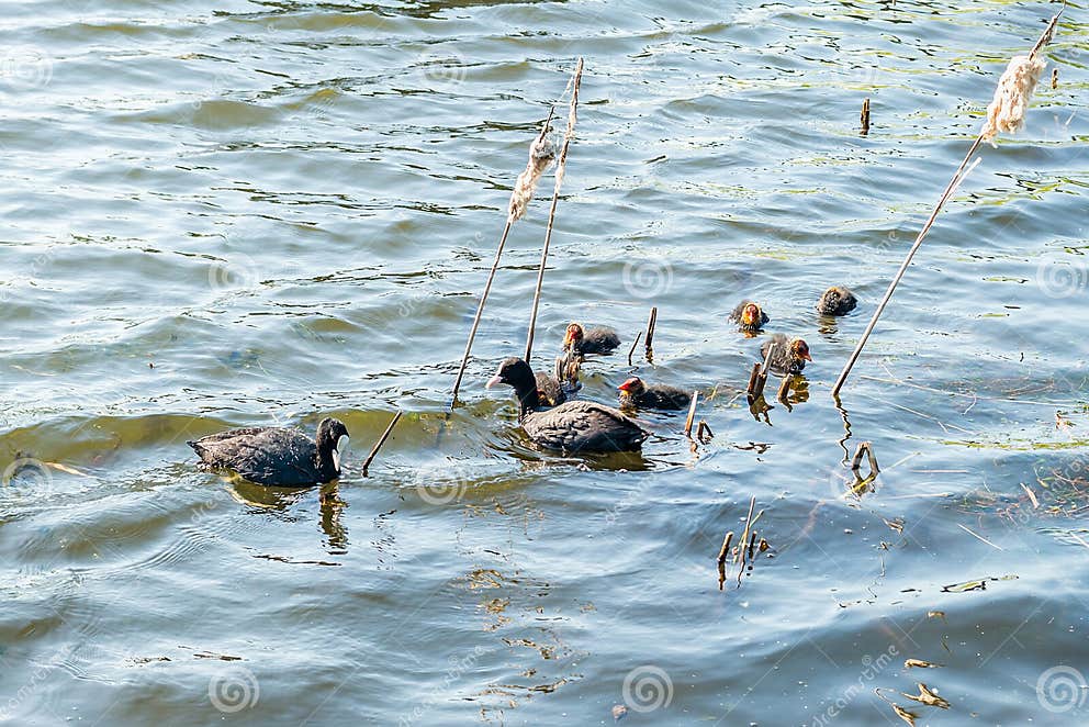 Familie Von Den Enten, Die Auf Einen Teich Schwimmen Stockfoto Bild