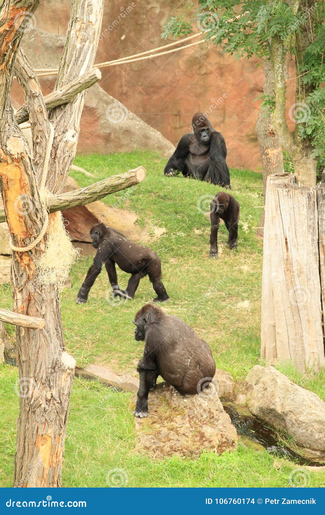 familiy of gorillas with cub
