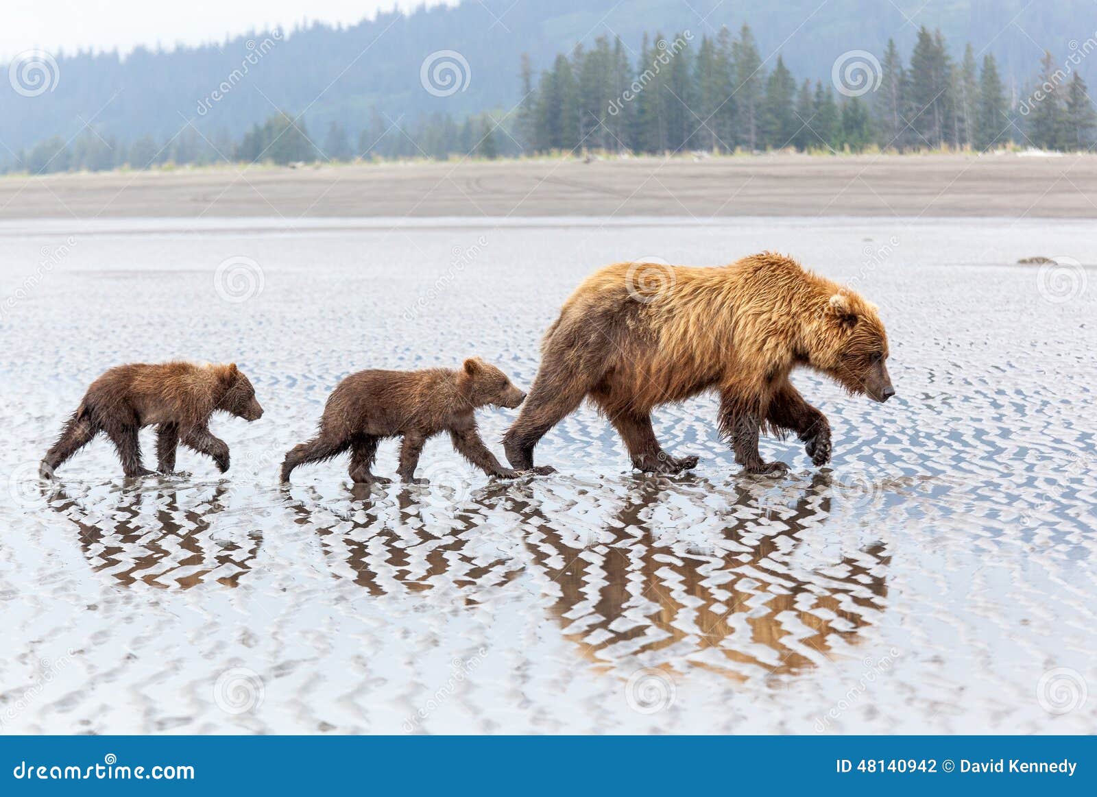 photo stock famille d alaska d ours de brown sur la plage image