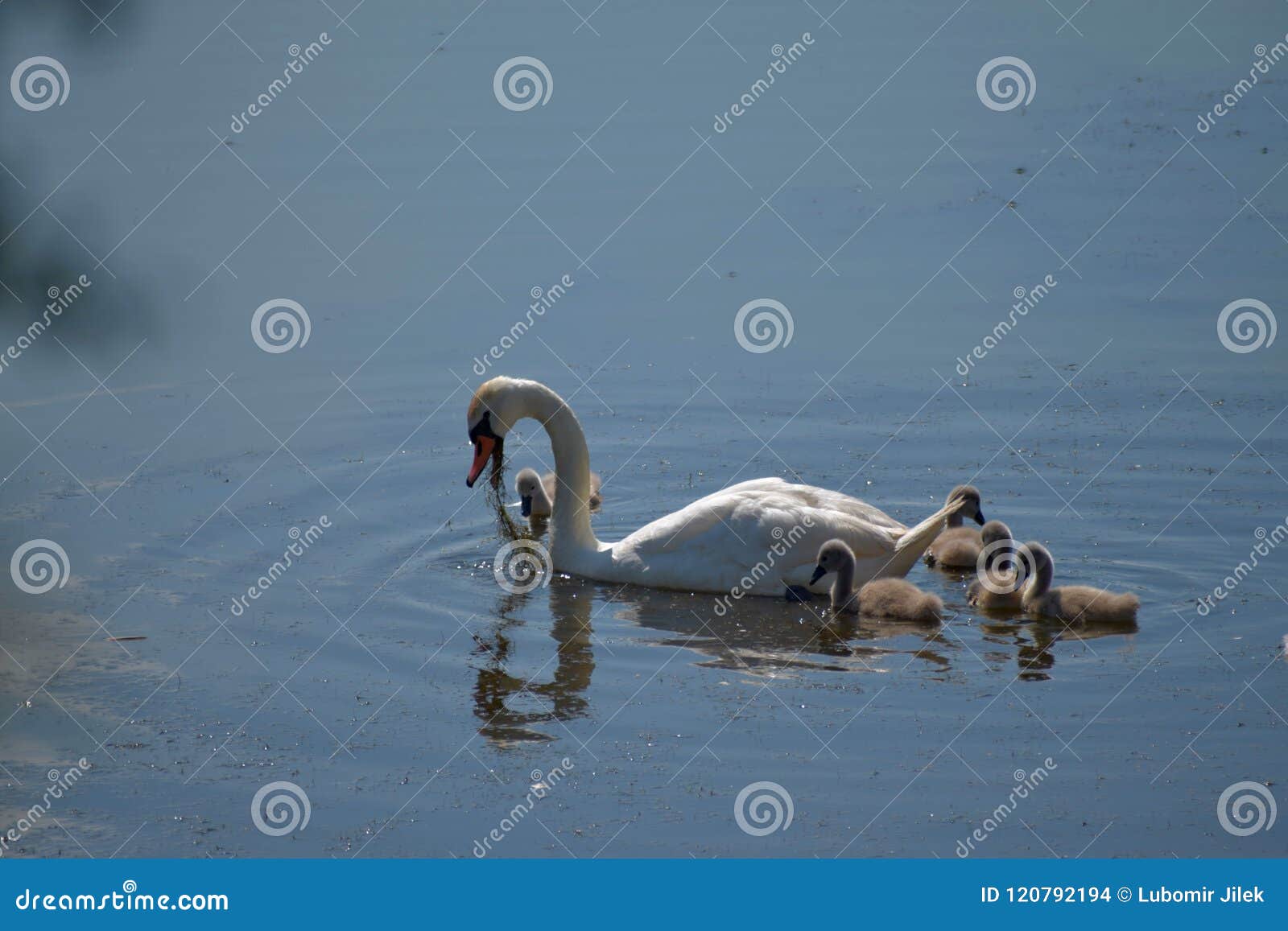 Famille De Cygne Enfantez Les Cygnes D Enfants D Enfants De Poussins De Cygne Et De Bebe Oiseaux Flottant Sur L Eau Le Cygne Tire Photo Stock Image Du Clavette Faune Famille De Cygne Enfantez Les Cygnes D Enfants D Enfants De Poussins De Cygne Et De Bebe Oiseaux Flottant Sur L Eau Le Cygne Tire Photo Stock Image Du Clavette Faune