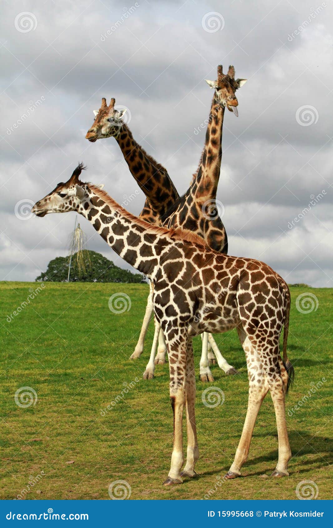 Famille de giraffes. Famille de Girraffes en stationnement de faune