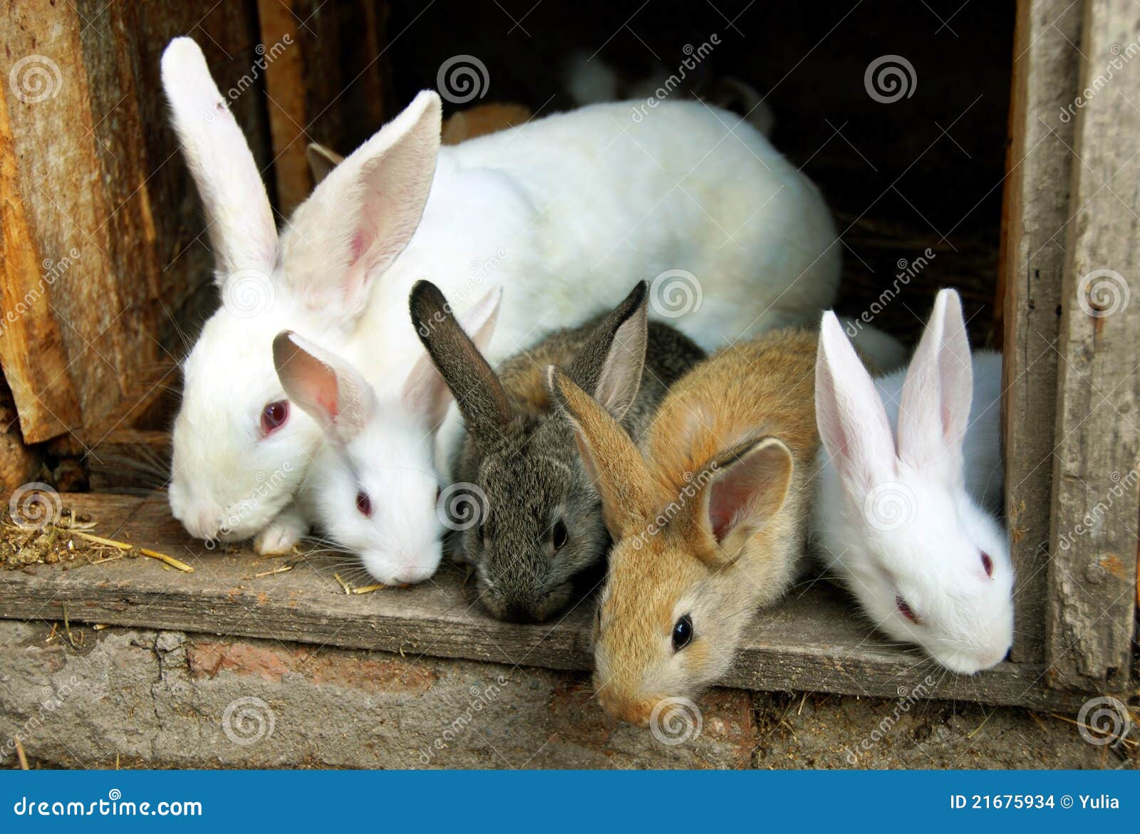 famille de lapin