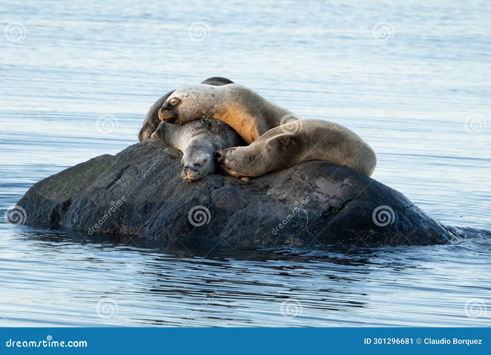 a family of sea wolves sleeping on a rock