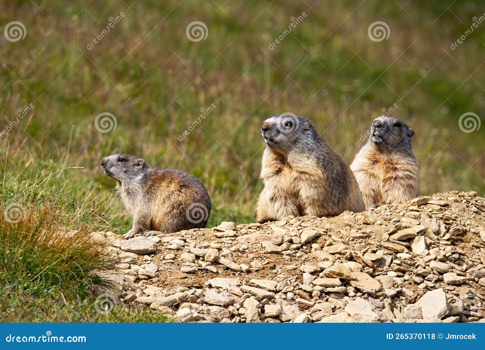 Family Alpine Marmot Looking in Mountains in Summer Stock Photo - Image ...