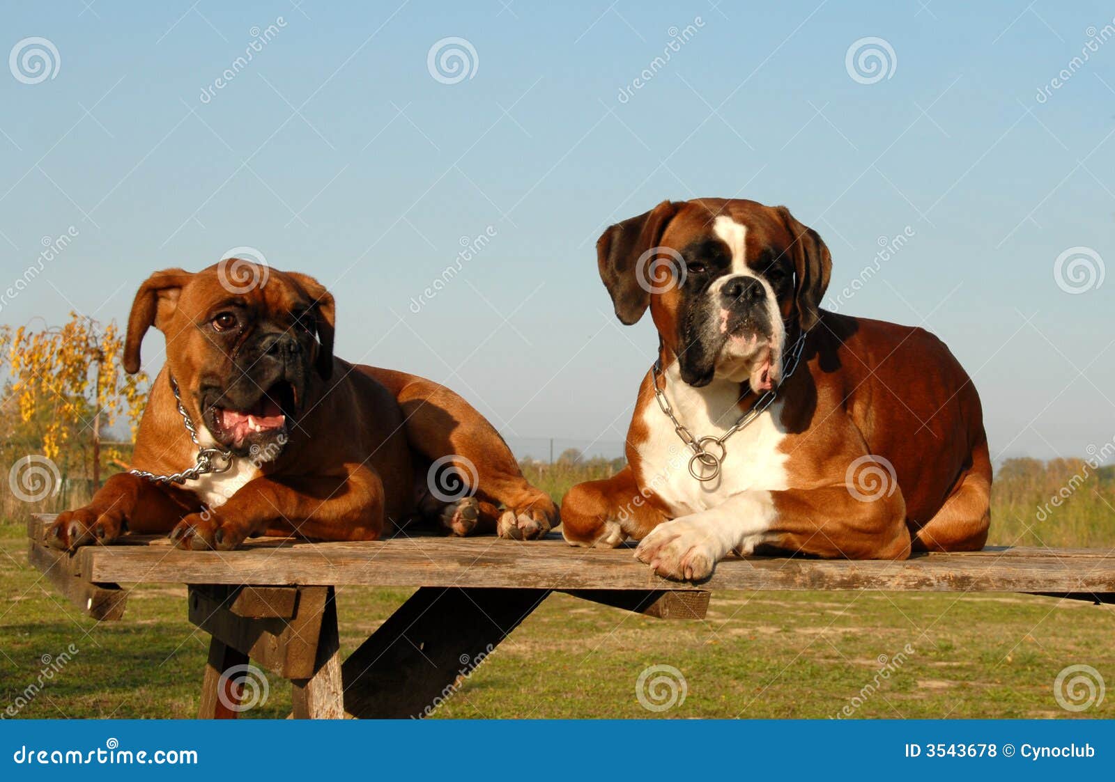 Family boxer stock photo. Image of animal, german, baby 3543678