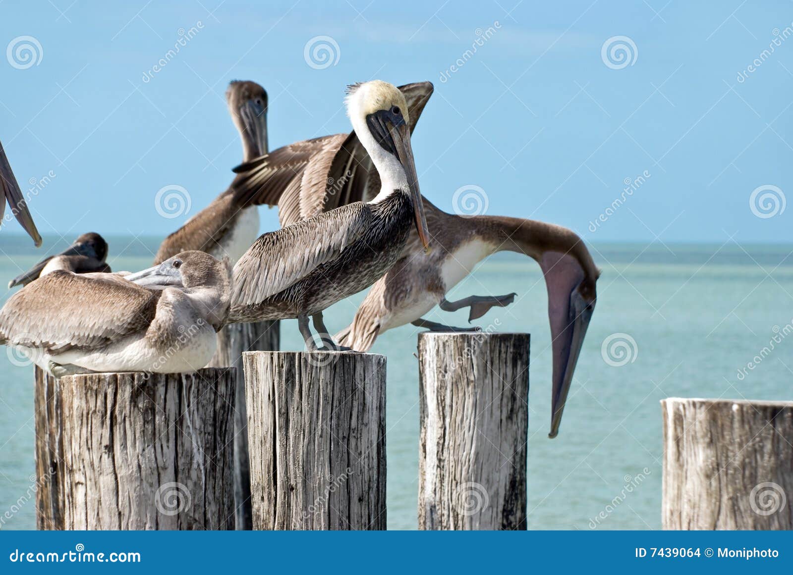Family of Brown Pelicans Standing on a Pier Post Stock Photo Image of