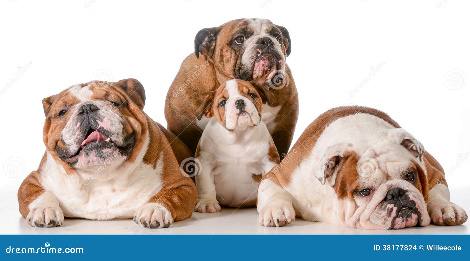 Family of bulldogs stock photo. Image of grandmother - 38177824