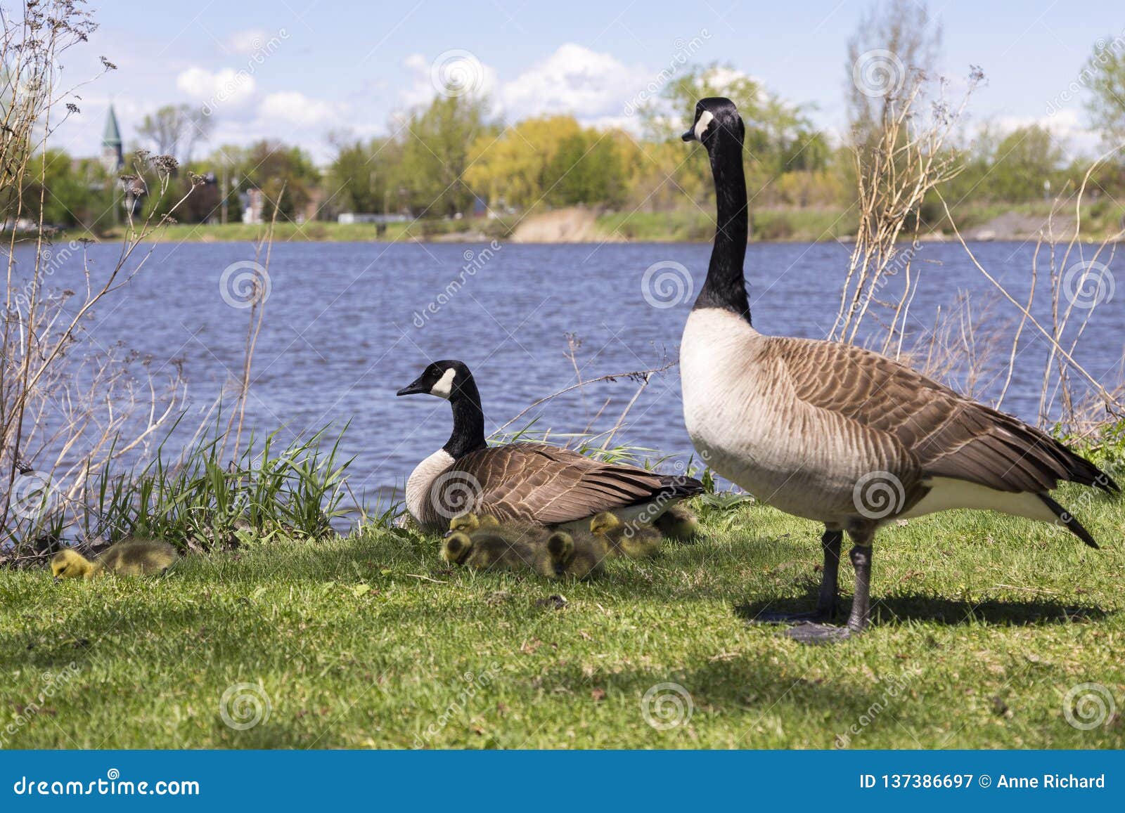 Family of Canada Geese with Male Standing Guard Over Female and Her