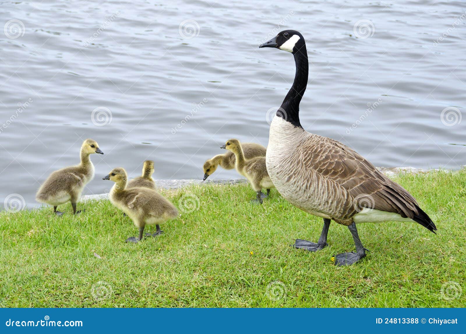 Family of Canada Geese by the River 2 Stock Photo Image of adult